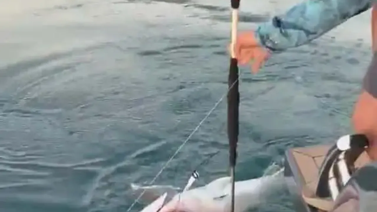 Antalya'da Dev Balık Şaşkınlığı! Kantarda Görünce Şaştılar...